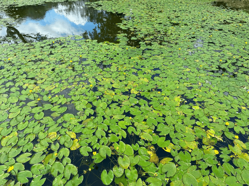永春陂濕地公園