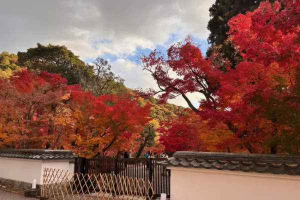京都南禪寺永觀堂黃葉與紅葉交織，為旅客必訪的秋日美景。