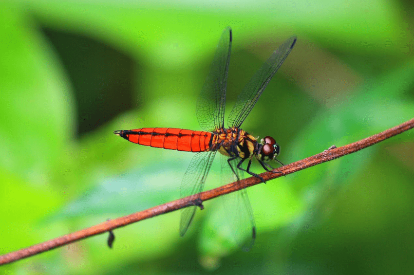 永春陂濕地公園