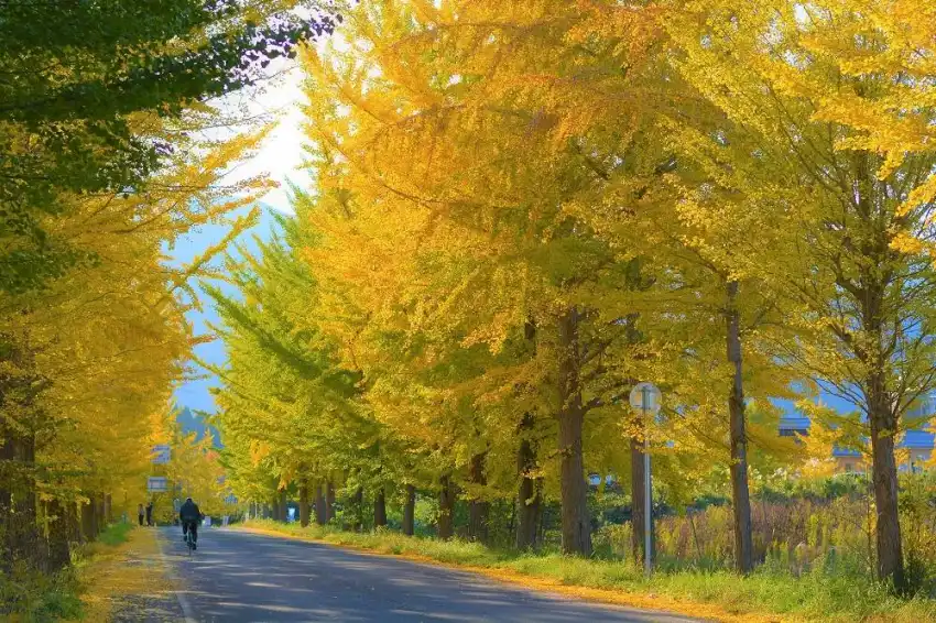 ▲紅葉名勝_神鍋高原銀杏車道