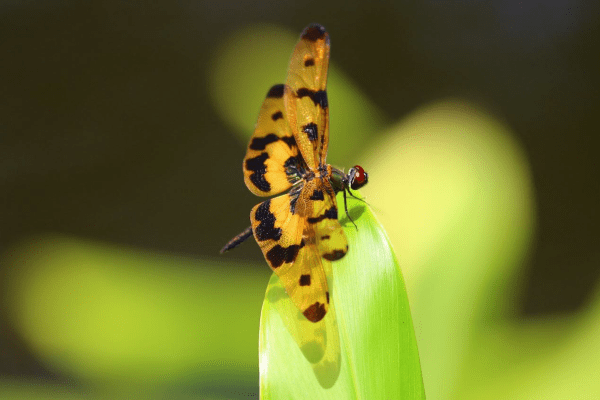 永春陂濕地公園