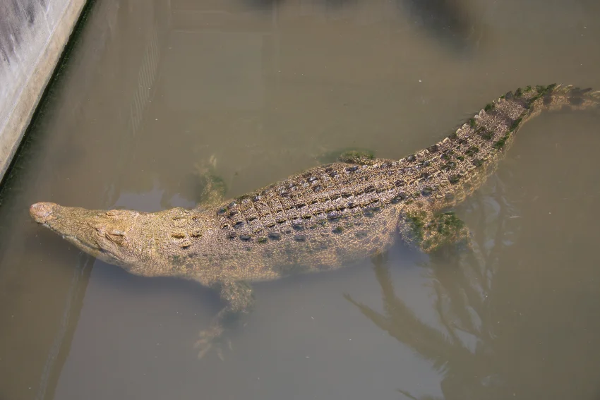 鬼山地獄：又名鱷魚地獄，利用溫泉水飼養的鱷魚特別有活力，鱷魚經常爆衝濺起劇烈水花，成群鱷魚聚在一起的畫面亦讓人感到震懾。