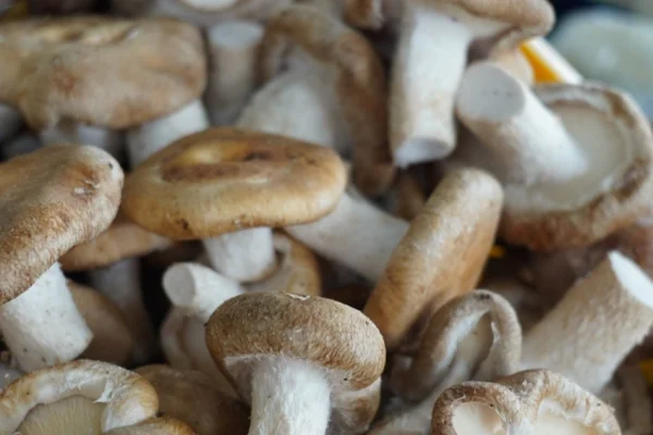 南投縣農會香菇