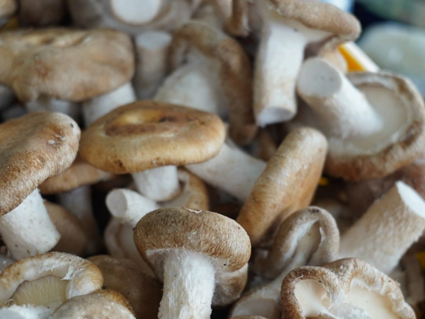 南投縣農會香菇