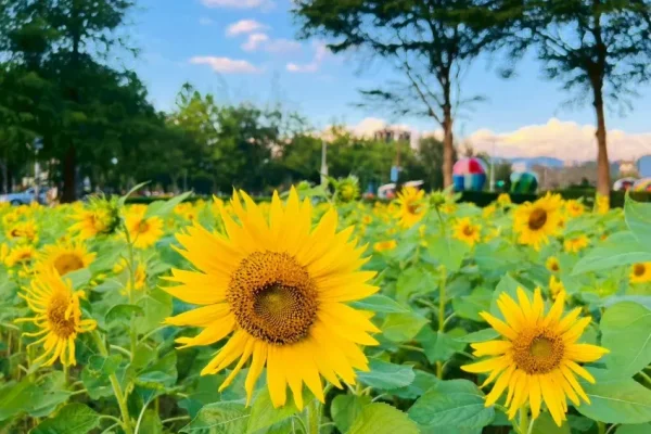 向陽築夢展區金黃的向日葵，鼓勵大家勇敢逐夢