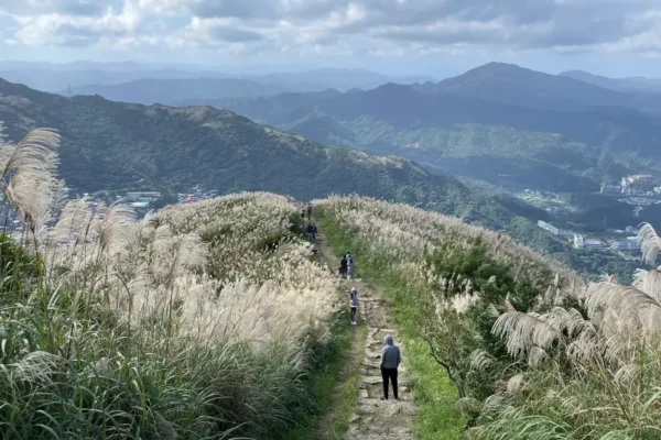 基隆山步道滿山芒花飛舞，展現特有的遼闊風光。
