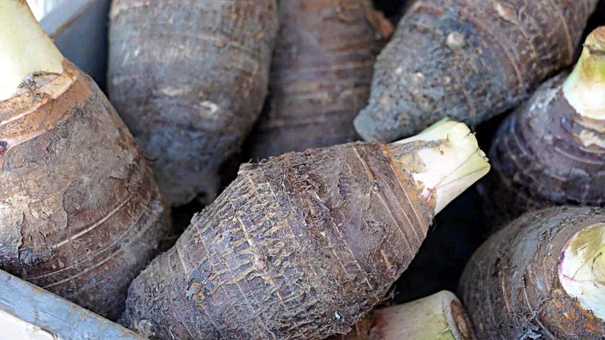 大甲芋頭-林義職