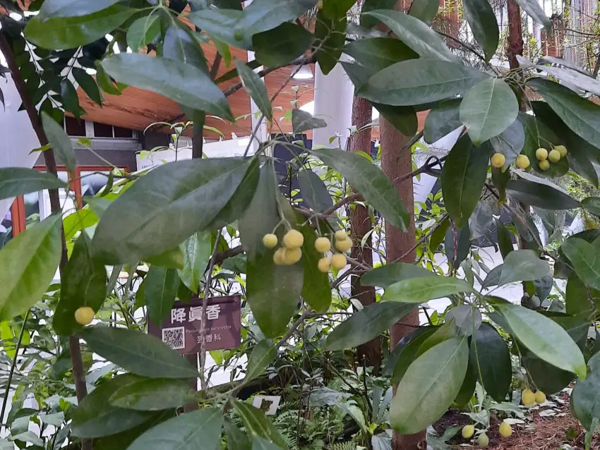 降真香結果豐富，但種子發芽率低。