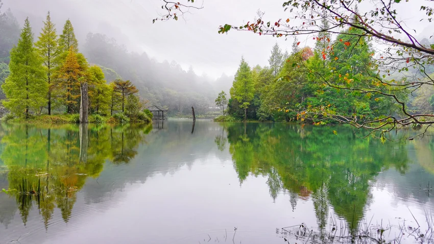 明池湖畔迎來轉色季節，水杉與落羽松在縈繞霧氣中交織出最詩意的秋日色彩。