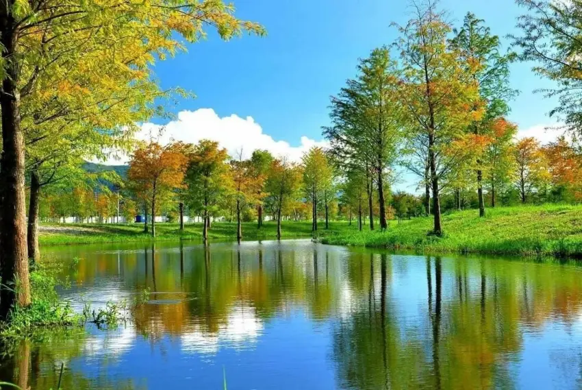 進入秋日旅遊最佳時節，正是欣賞落羽松的絕美時刻。