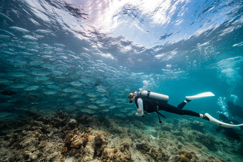 馬來西亞沙巴州 詩巴丹島,世界級10大潛水點