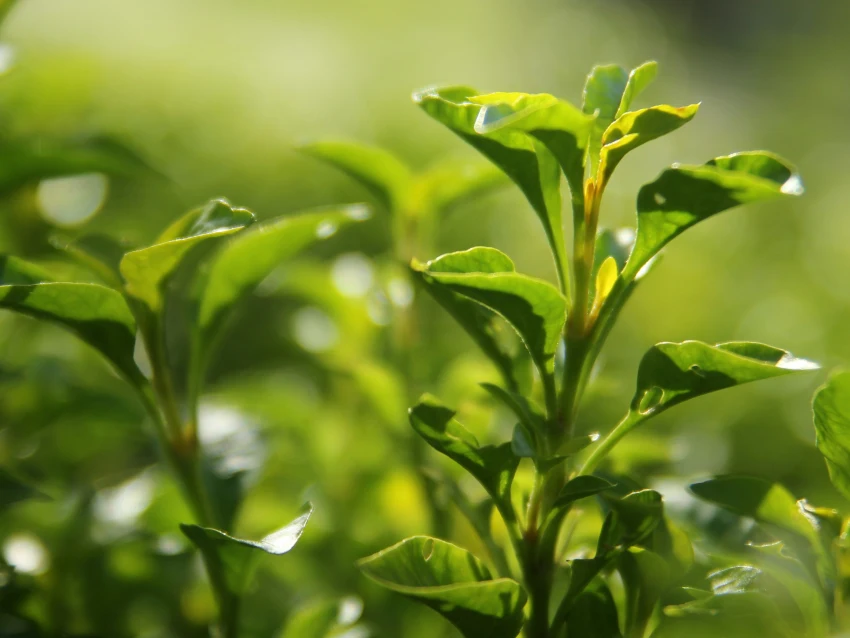 氣候變遷使得高品質嫩芽採收越加困難