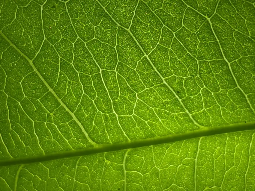 拿著葉片逆光觀察，就會看到在陽光下閃閃發亮的腺點。