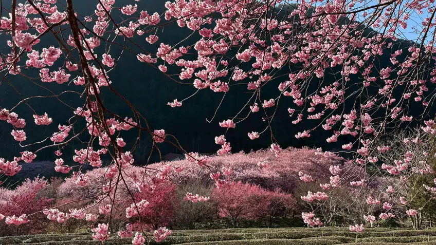 武陵櫻花如雲盛開，專屬接駁免搶票，輕鬆走進春日粉櫻花海。