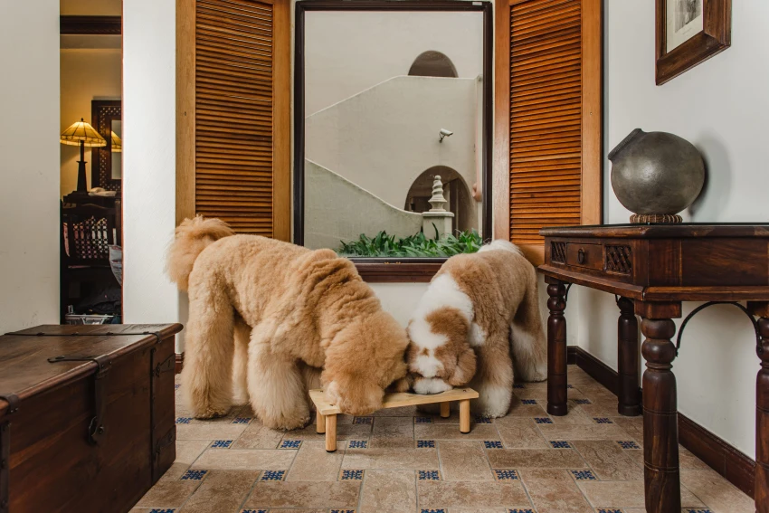 理想大地榮獲PetFAC法約爾國際認證機構認證為「金級寵物友善住宿」，提供毛家庭專屬「毛孩旅行趣」