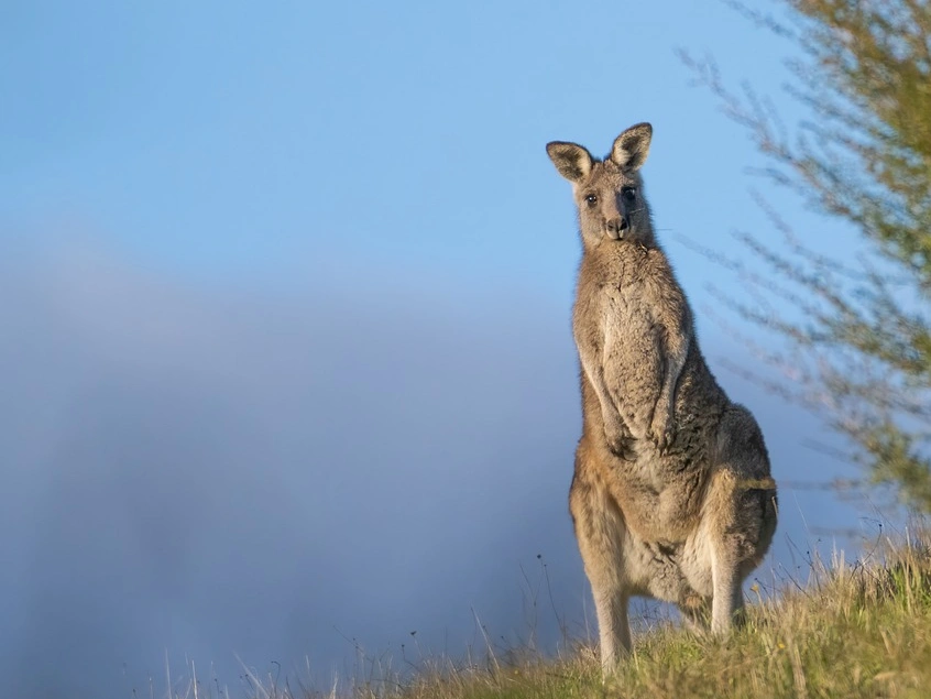 袋鼠無法後退，因此也被澳洲作為國徽檔案，象徵「永不後退」