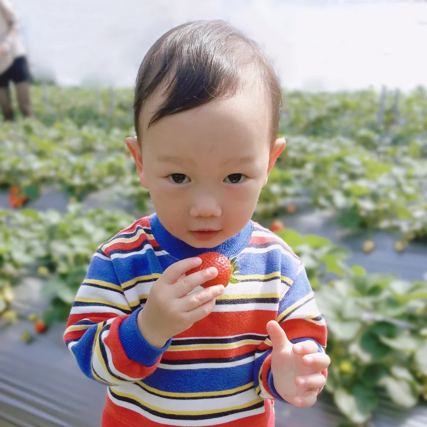 內湖草莓園親子採草莓