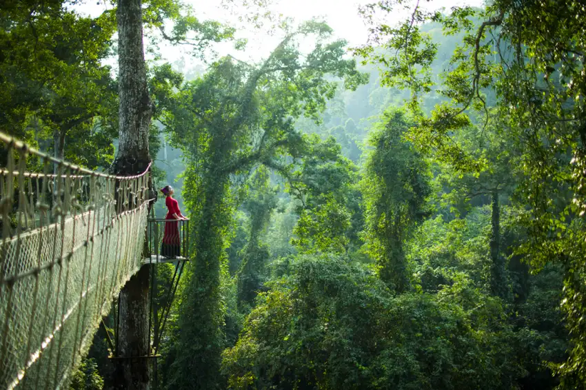 西雙版納熱帶雨林國家公園「望天樹景區」