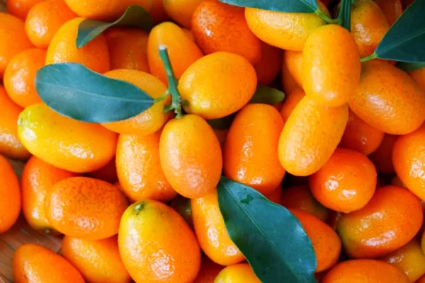 由宜蘭縣農會攜手金柑策略聯盟舉辦「2025蘭陽黃金柑-金柑策略聯盟執行成果發表會」，並邀集宜蘭在地 10 家知名研發夥伴及青創店家到場設攤，展現金柑多元風貌。