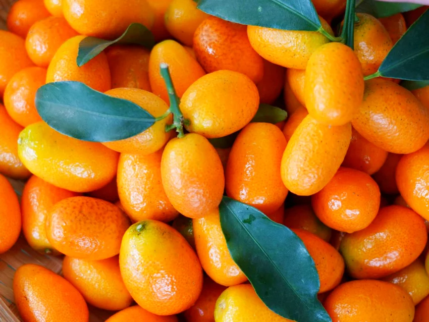 由宜蘭縣農會攜手金柑策略聯盟舉辦「2025蘭陽黃金柑-金柑策略聯盟執行成果發表會」，並邀集宜蘭在地 10 家知名研發夥伴及青創店家到場設攤，展現金柑多元風貌。