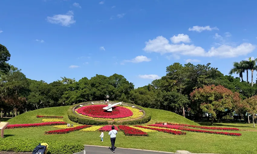 12月份最應景的聖誕紅為青年公園花鐘換裝