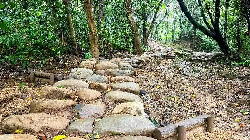 大棟山步道以既有木樁結合石塊，保留自然原貌並維持良好排水，是體驗山林生態與健行休憩的熱門路段。