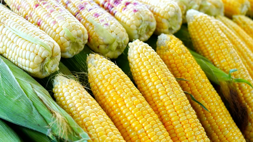 雲林雜糧-玉米