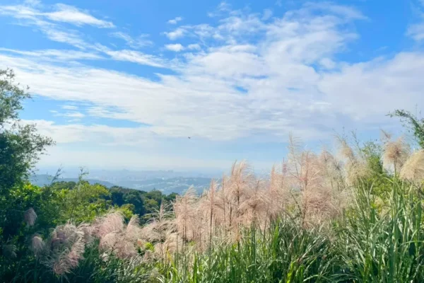 秋冬芒花盛開，山坡被柔白花穗鋪滿。