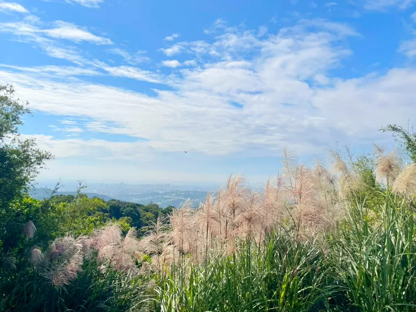 秋冬芒花盛開，山坡被柔白花穗鋪滿。