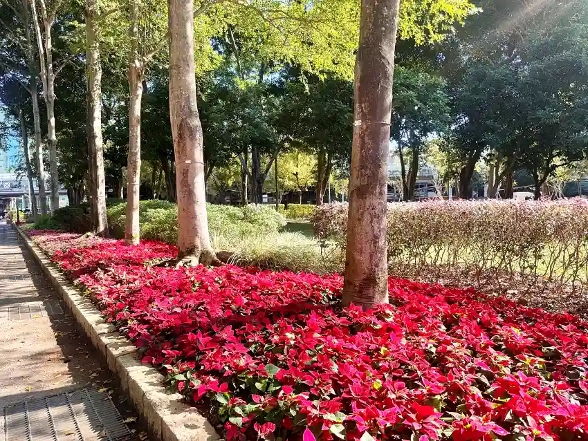 冬日的陽光灑在聖誕紅上顯得格外艷麗