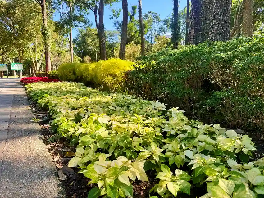 和平東路側大安區區公所對面的公園8號出口有著亮麗葉色的黃色系聖誕紅