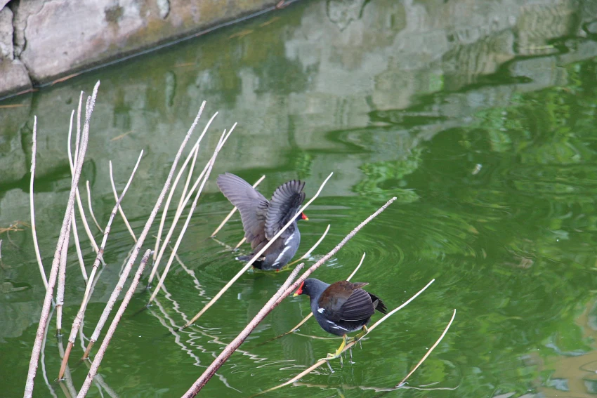 青年公園九曲橋悠閒戲水的紅冠水雞