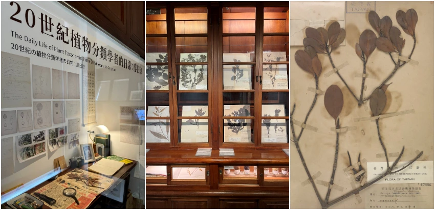 (左圖)腊葉館二樓展示了植物分類學者廖日京的器材文具、手稿信件、植物繪圖及種子收藏,讓人一窺20世紀植物學家的工作日常;(中)一樓展示了模式標本的數位影像;(右圖)腊葉標本製作相對簡單且體積較小,是常用的方式。圖為曾分布高雄港、如今已滅絕的細蕊紅樹腊葉標本。