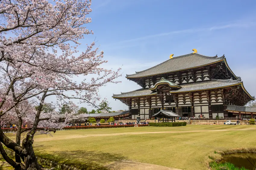 奈良公園的四季風景如畫，春櫻以粉色花雨點綴古寺