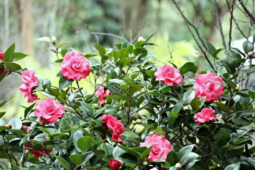 茶花盛開，妍麗色彩點綴冬日花園。