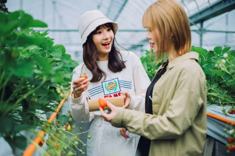 廿日市市內有提供採果體驗的觀光果園，很適合冬季闔家一同前來體驗