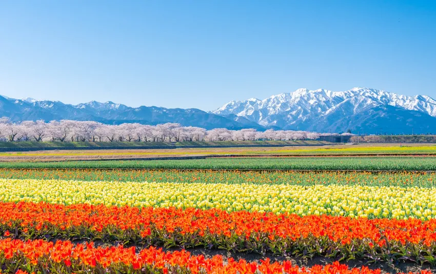 遼闊花田鋪展出繽紛色帶，遠方山頭覆著殘雪，交織出朝日町春日限定的壯麗層次風景