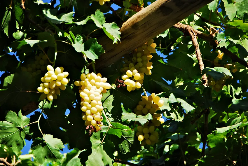 葡萄士吐魯番最重要的經濟作物