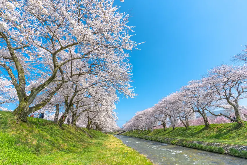 舟川河畔兩岸櫻花盛放，枝影交錯成粉色花廊，流水映照藍天，勾勒出朝日町春日最純粹的櫻花風景