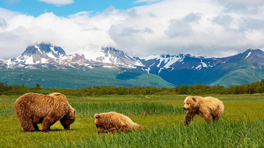 棕熊是阿拉斯加最常見的熊