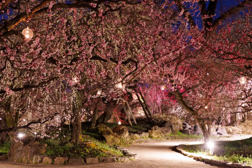 北野天滿宮_梅苑