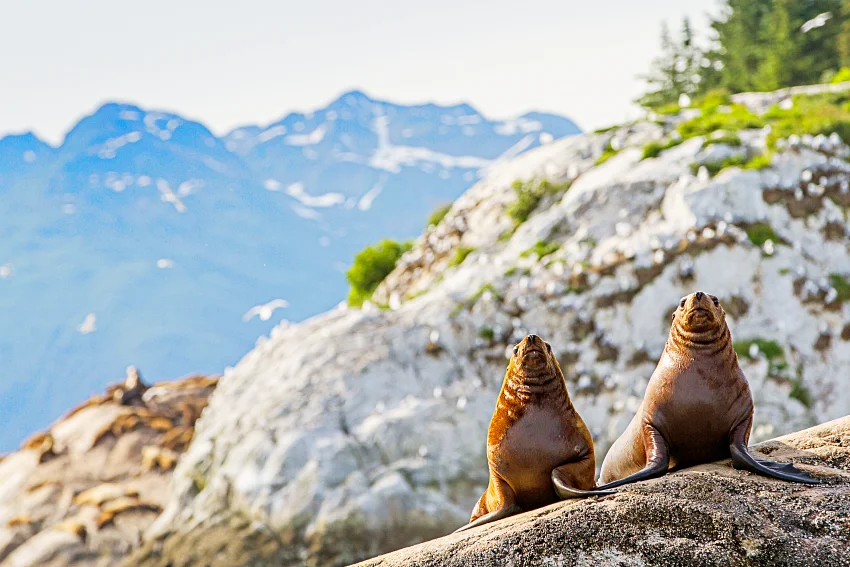 阿拉斯加有許多北極圈標誌物種，例如海象
