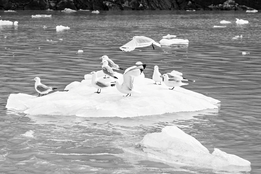 阿拉斯加棲息許多野生動物如熊、麋鹿與野生鳥類