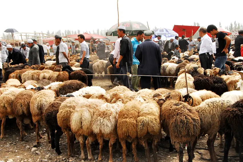 買賣雙方正針對牲畜品頭論足、議價一番主人載著自家小羊來到巴扎兜售