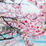 2025樂活公園夜櫻