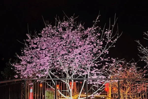 於「櫻之道」安裝夜間照明，在櫻花盛放的春夜裡結合燈光美學，讓遊客在夜間賞櫻花，體驗浪漫的氛圍
