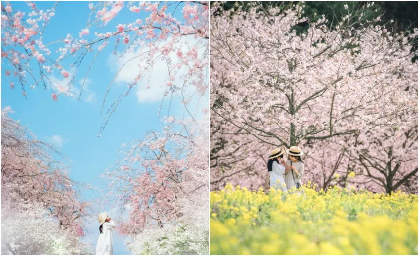 (左圖)世羅高原農場的櫻花搭配藍天，十分夢幻浪漫，絕對是拍攝美照的最佳景點。(右圖)在世羅高原農場的三春之丘可以欣賞粉紅櫻花、金黃油菜花與淺藍天空，三種層次分明的難得景致