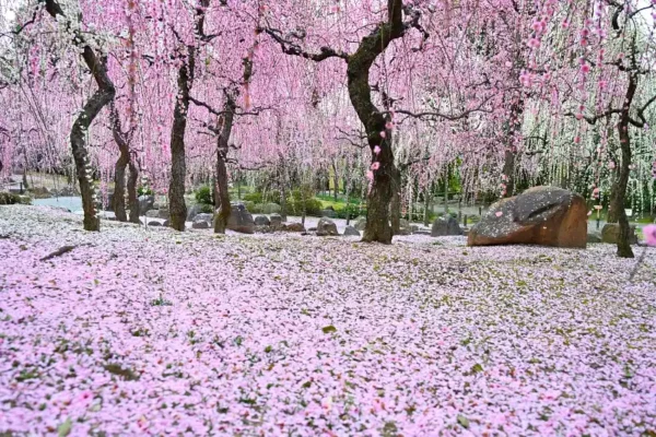 城南宮：枝垂梅如瀑、落花成毯，京都最夢幻的梅景之一