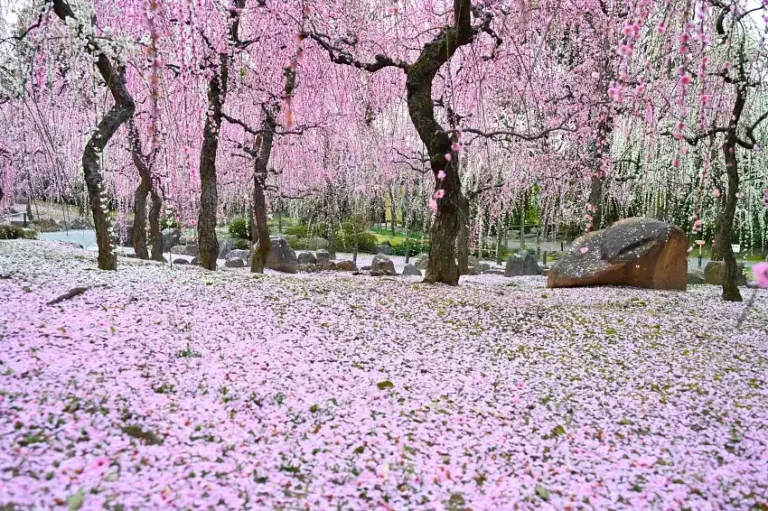 城南宮：枝垂梅如瀑、落花成毯，京都最夢幻的梅景之一