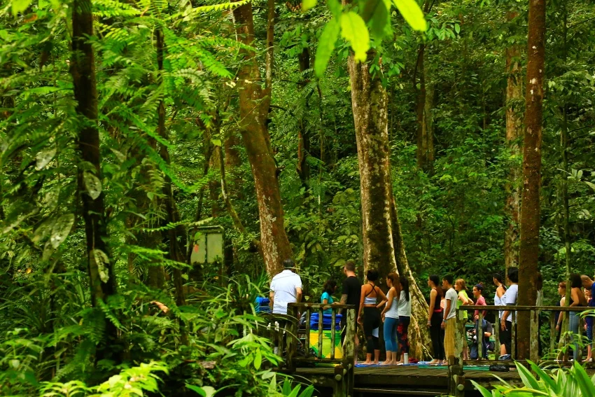 馬來西亞熱帶雨林步道平坦,是適合闔家大小親近自然、療癒充電的避寒好選擇。圖片來源:Mulu Marriott Resort & Spa